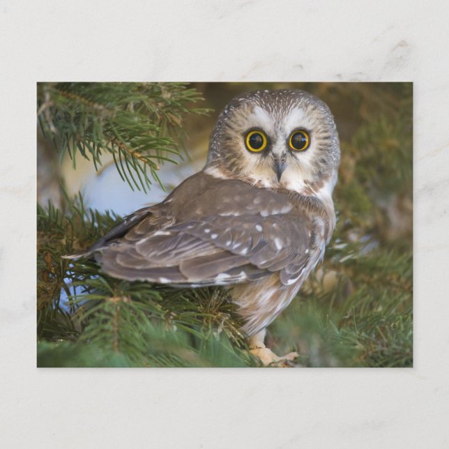 Cute Owl on fir tree Postcard (Front)