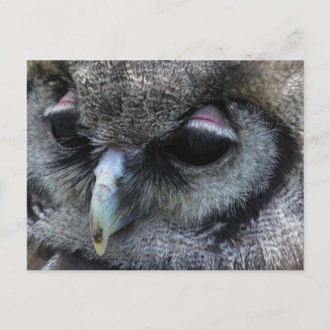 Cute Owl Postcard (Front)