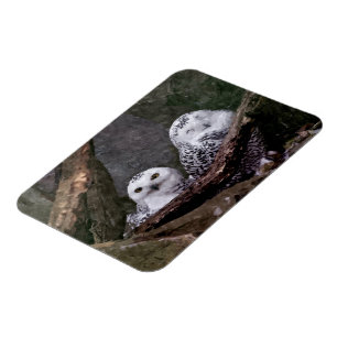 Cute Owls Magnet