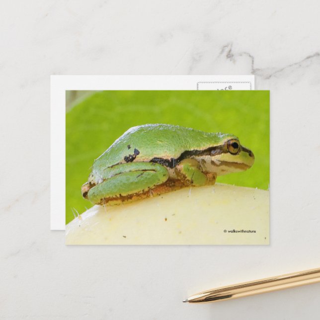 Cute Pacific Tree Frog on Summer Squash Postcard (Front/Back In Situ)