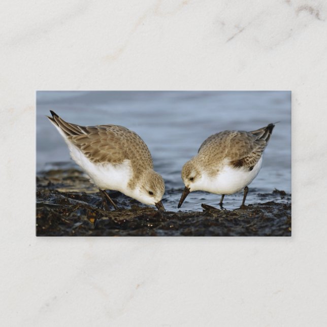 Cute Pair of Sanderlings Sandpipers Shares a Meal Business Card (Front)