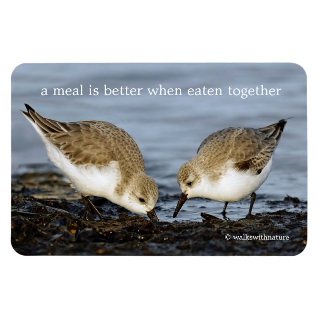 Cute Pair of Sanderlings Sandpipers Shares a Meal Magnet (Horizontal)