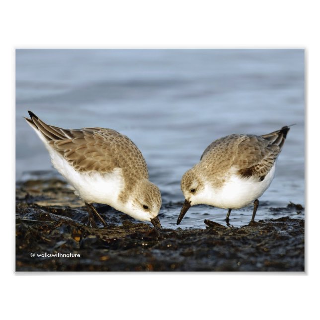 Cute Pair of Sanderlings Sandpipers Shares a Meal Photo Print (Front)