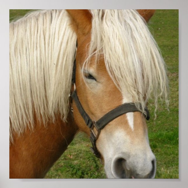 Cute Palomino Pony Poster (Front)