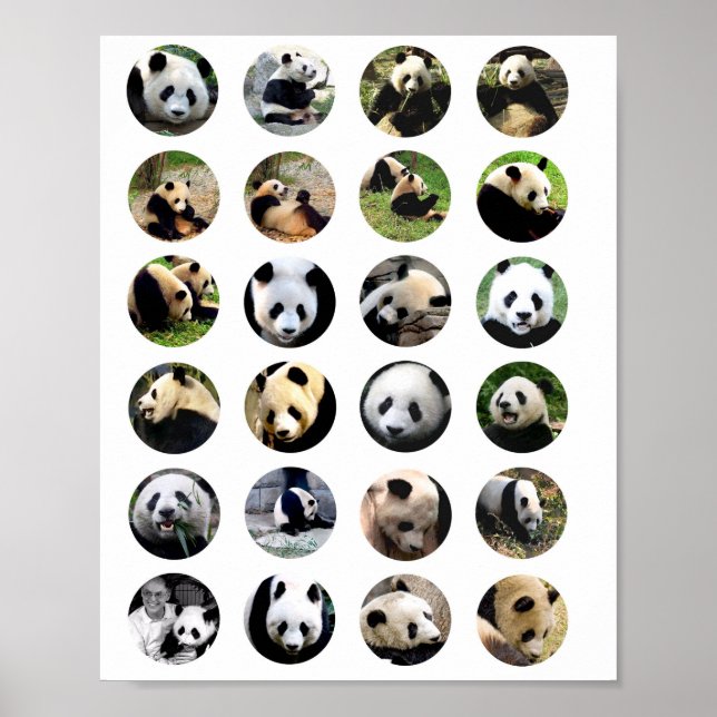 cute panda bear photos animal nature photography poster (Front)