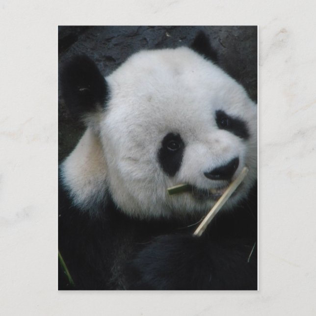 Cute Panda Eating Bamboo Postcard (Front)