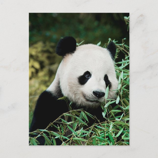 Cute Panda Photo Postcard (Front)