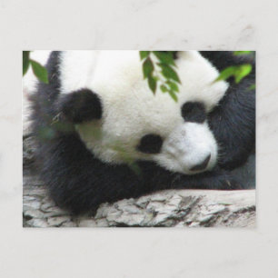 Cute Panda Postcard