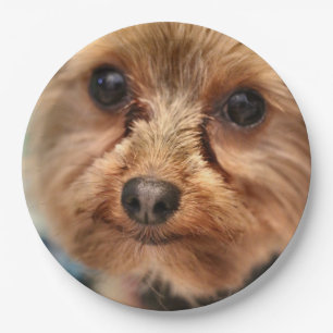 Cute paper plate