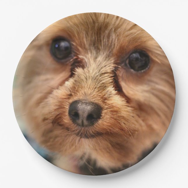 Cute    paper plate (Front)