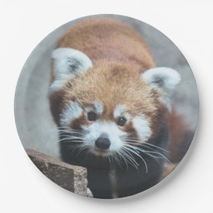 Cute Paper Plate
