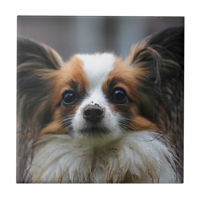Cute papillon dog ceramic tile (Front)