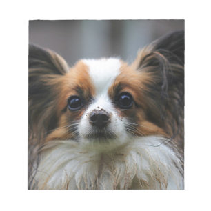 Cute papillon dog notepad