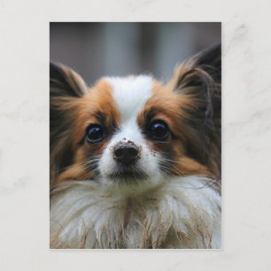 Cute papillon dog postcard