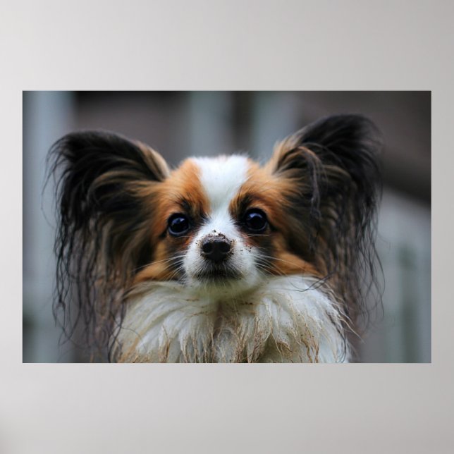 Cute papillon dog poster (Front)