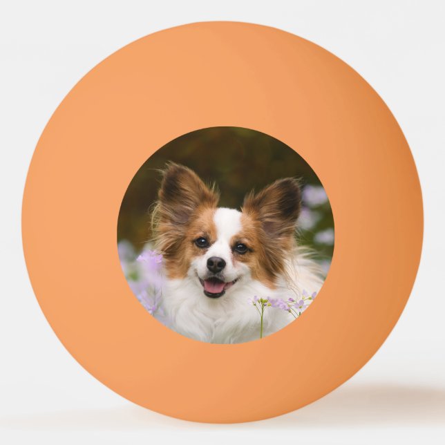Cute Papillon Spaniel Head Photo for Dog Lovers Ping Pong Ball (Front)