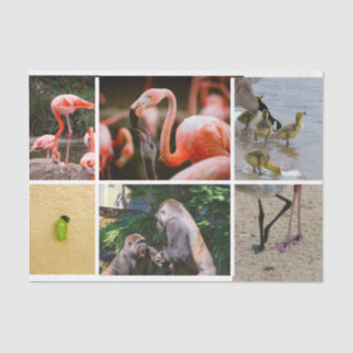 Cute Parenting Animals Adorable Life Stages Photos Tissue Paper