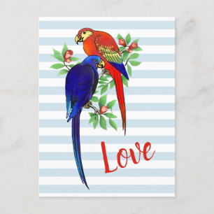 Cute Parrots In Love Blue Red Colourful Vintage Postcard