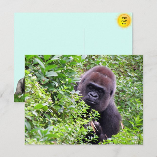 Cute Peek-A-Boo Gorilla Postcard (Front/Back)