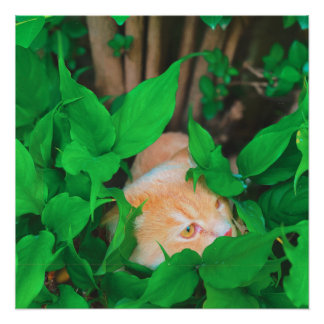 Cute peeking cat phot print