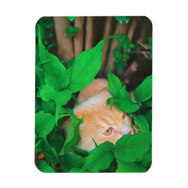 Cute peeking cat phot print magnet (Vertical)