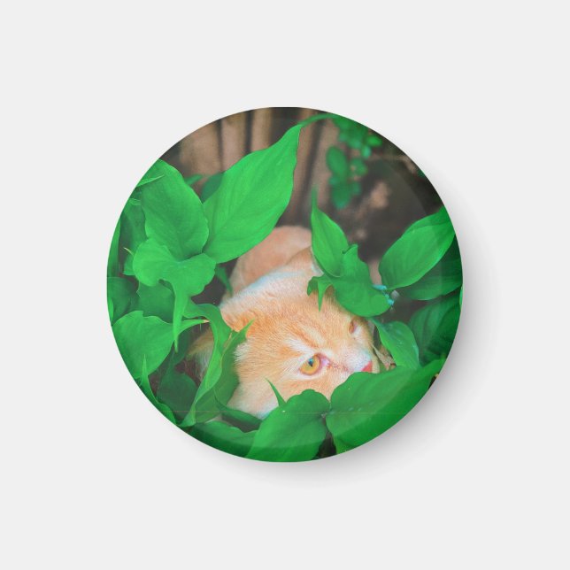 Cute peeking cat phot print magnet (Front)