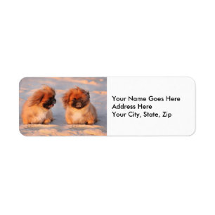 Cute Pekingese Dogs Return Address Label