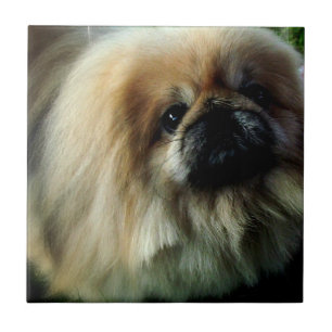 Cute Pekingese Tile