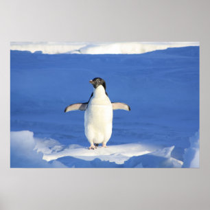 Cute Penguin Poster