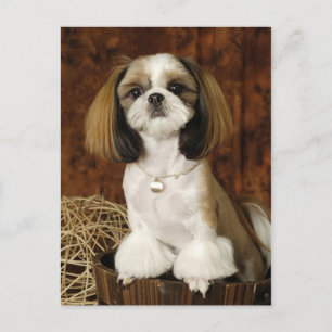 Cute Pet Animal Postcard