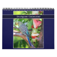 Cute Pet Budgie Parrot Photography 2026 Birds