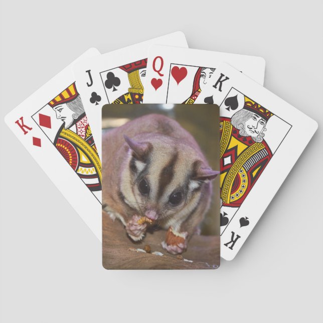 Cute Pet Sugar Glider Eating Playing Cards (Back)