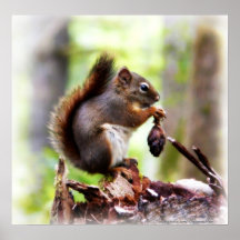 Cute photo of a little squirrel poster