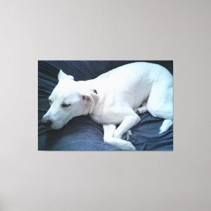 Cute Photo of Beautiful Sleeping White Dog Canvas Print