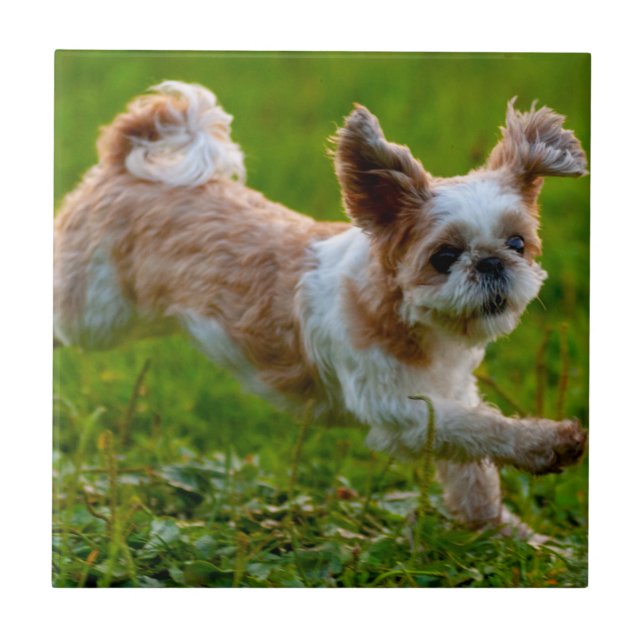 Cute Photo Running Shih Tzu Dog Ceramic Tile (Front)