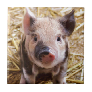Cute Pic of a baby Pig Ceramic Tile