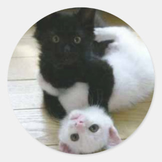 Cute pic of black and white kittens classic round sticker