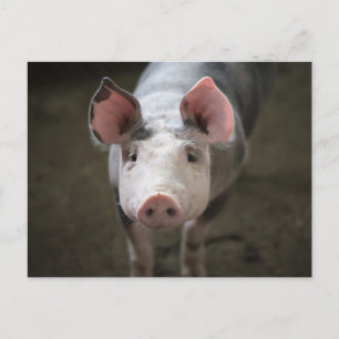 Cute Pig Birthday Postcard