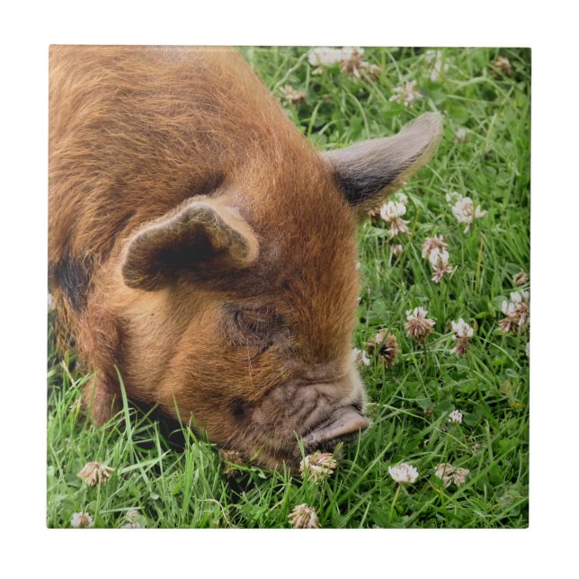 CUTE PIG   CERAMIC TILE (Front)