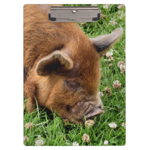 CUTE PIG   CLIPBOARD