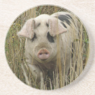 Cute Pig Coasters