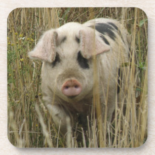 Cute Pig Cork Coaster