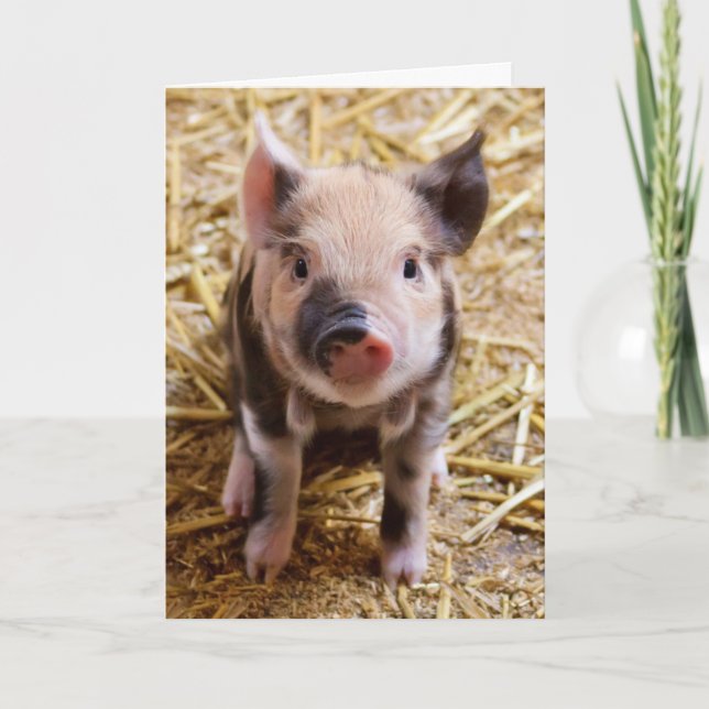 Cute Pig Custom Birthday Card (Front)