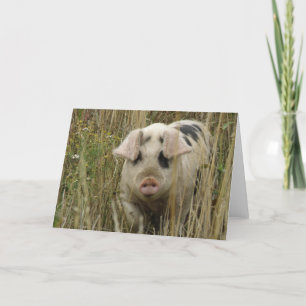 Cute Pig Greeting Card