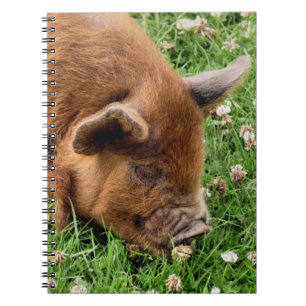 CUTE PIG NOTEBOOK