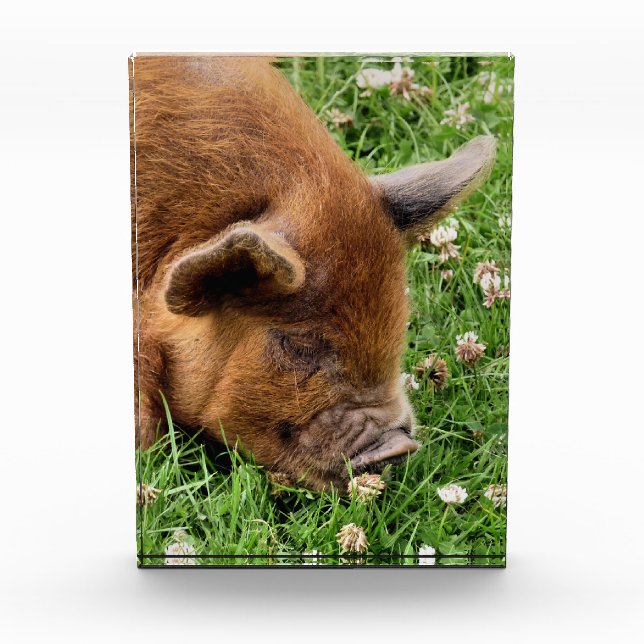 CUTE PIG  PHOTO BLOCK (Front)