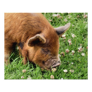 CUTE PIG  PHOTO PRINT