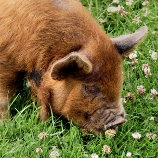 CUTE PIG  PHOTO PRINT (A photographic design of a very cute kunekune pig.)