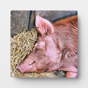 CUTE PIG PLAQUE