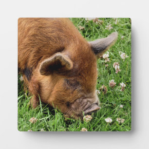 CUTE PIG PLAQUE